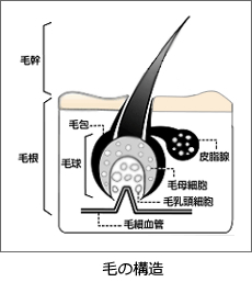 毛の構造