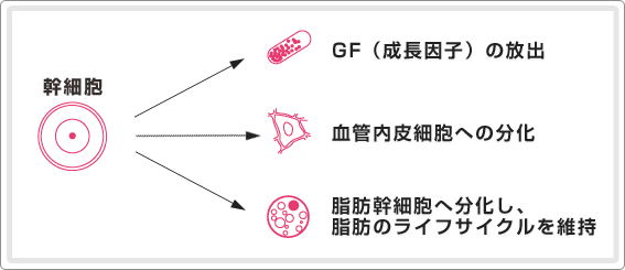 なぜ幹細胞を加えるの？？